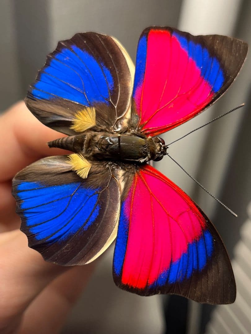 【極美PINK】アグリアスクラウディナサルダナパルス♂ ミイロタテハ 蝶標本