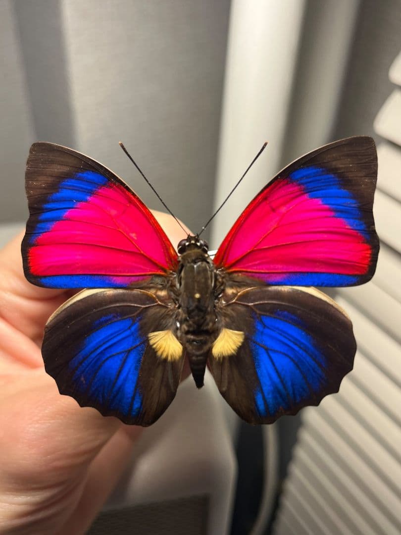 【極美PINK】アグリアスクラウディナサルダナパルス♂ ミイロタテハ 蝶標本