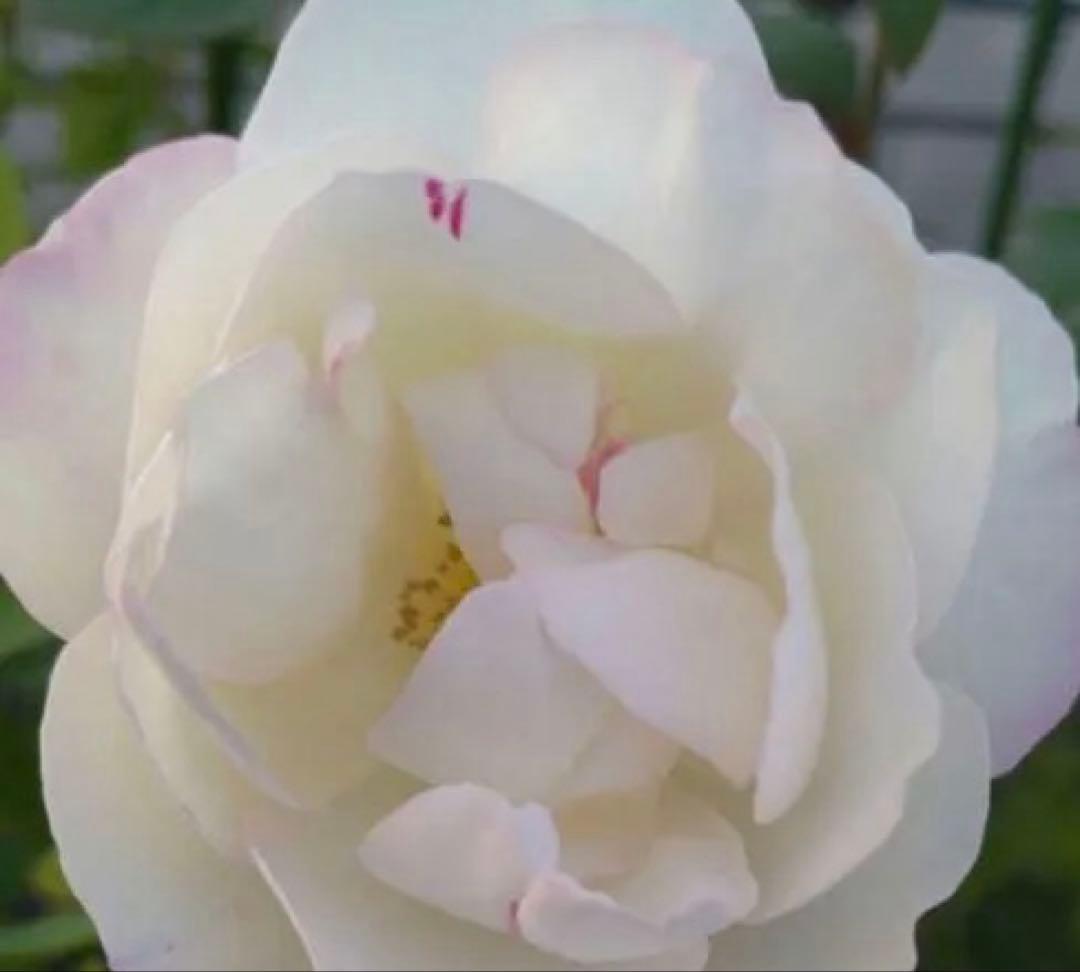 バラ苗　購入前にコメント