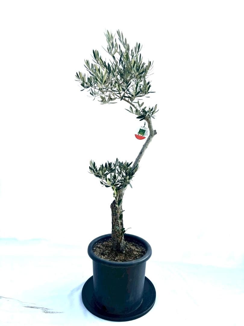 オリーブの木　古木　ホジブランコ　10号　約140cm　NO.839　人気　現品