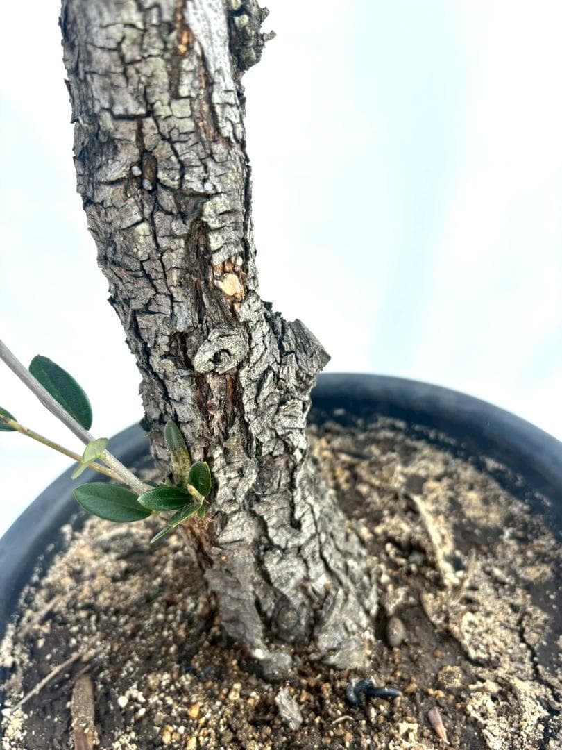 オリーブの木　古木　ホジブランコ　10号　約140cm　NO.839　人気　現品