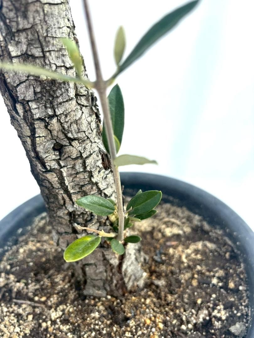 オリーブの木　古木　ホジブランコ　10号　約140cm　NO.839　人気　現品