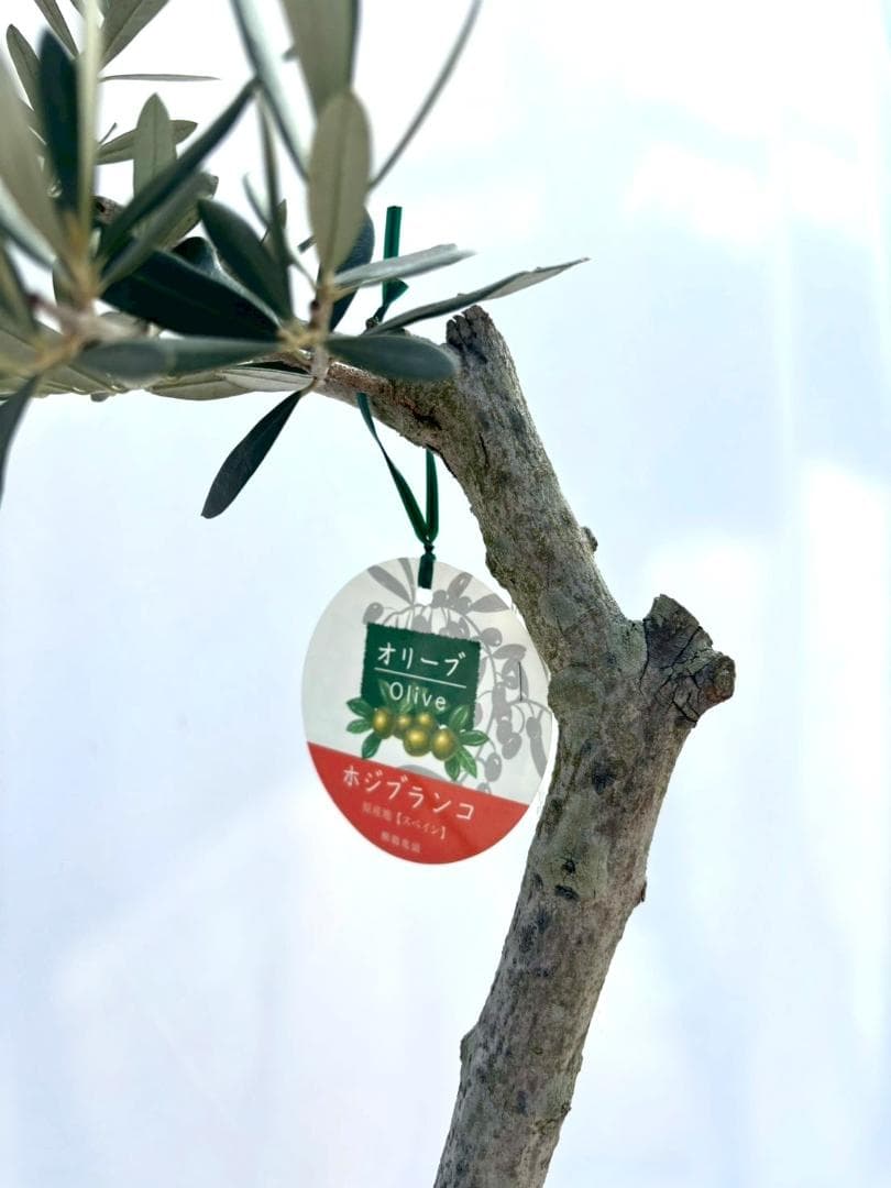 オリーブの木　古木　ホジブランコ　10号　約140cm　NO.839　人気　現品