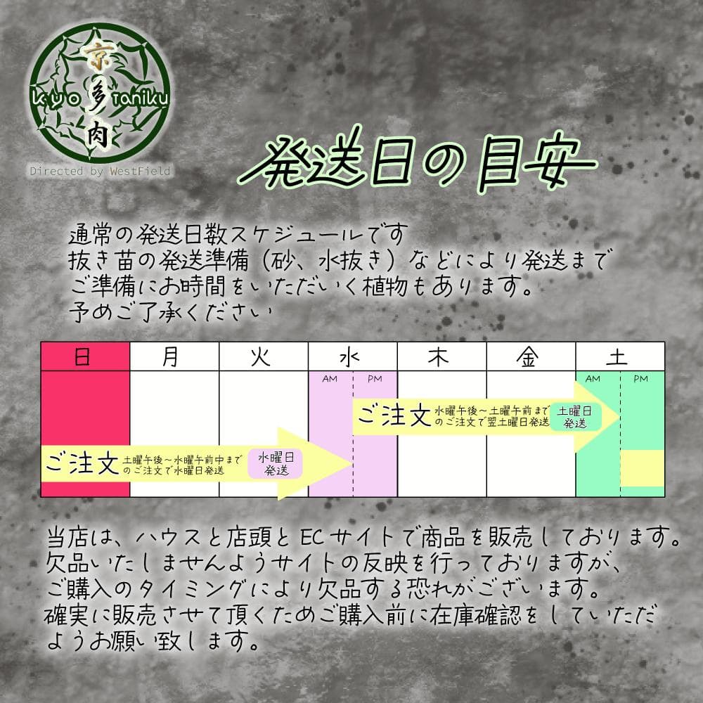 【良苗】アガベ　カリフォルニア　チタノタ　スナグルトゥース　親株販売