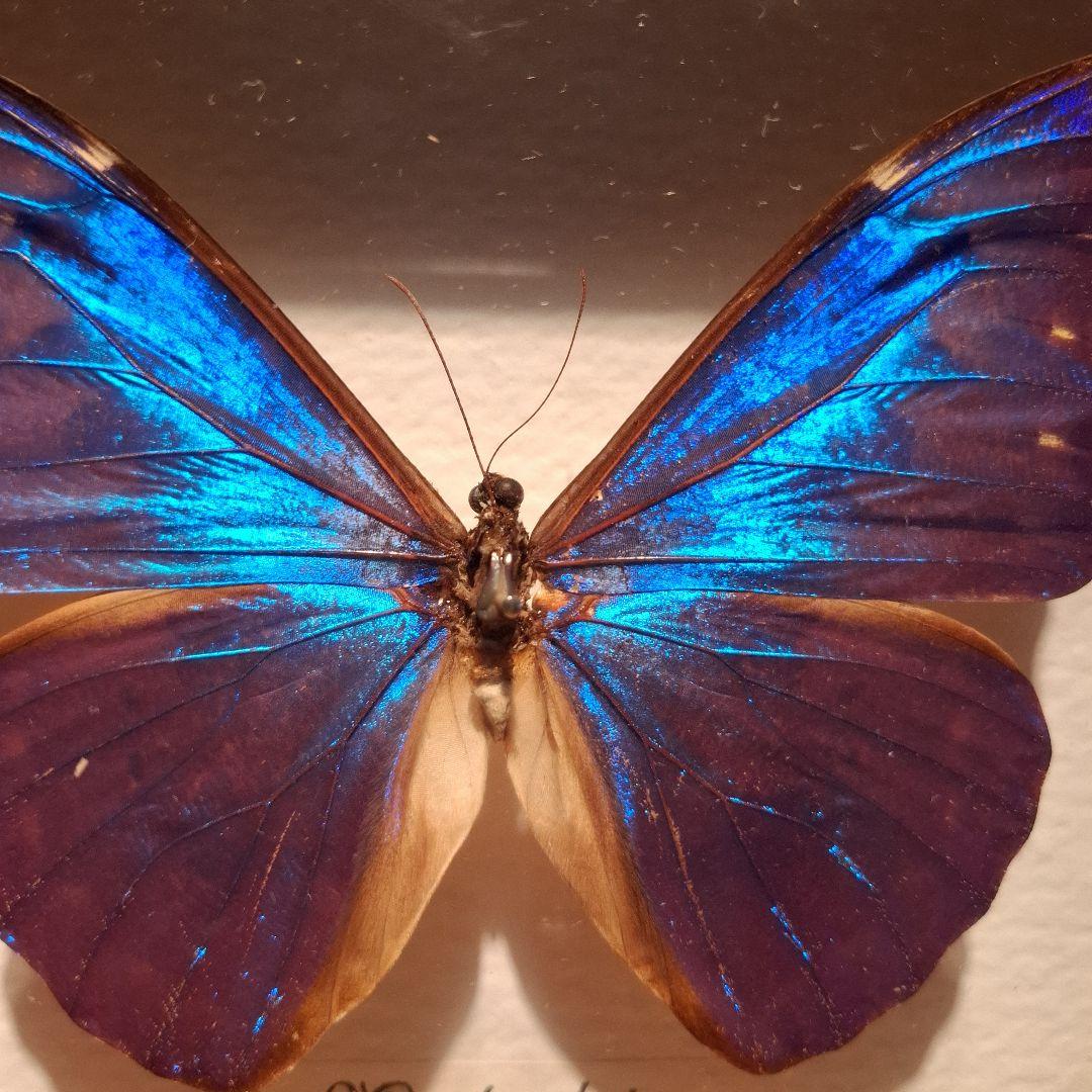 Morpho rhetenor蝶　レテノールモルフォ　標本