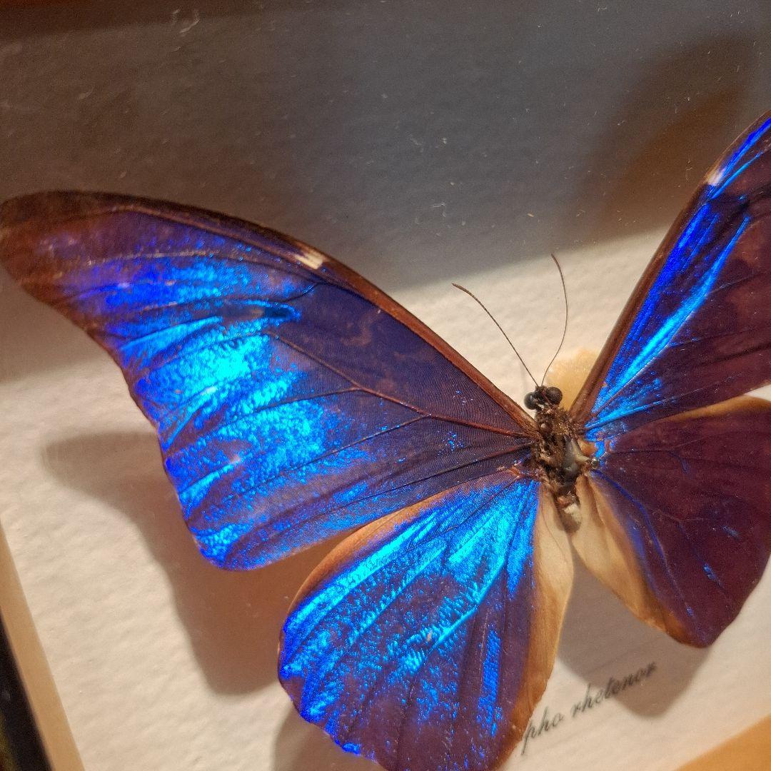 Morpho rhetenor蝶　レテノールモルフォ　標本