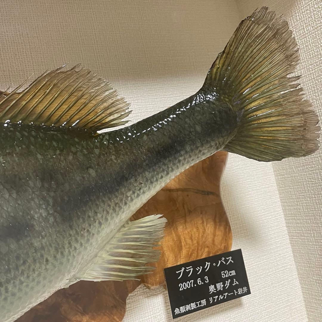 ブラックバス 剥製 魚 体長約52cmガラス額入り 魚類剥製工房リアルアート岩井