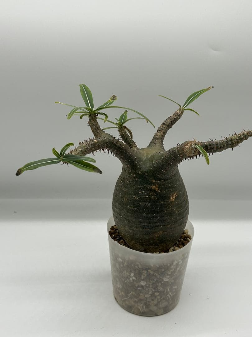 現地球　発根済み　パキポディウム　グラキリス　落葉中