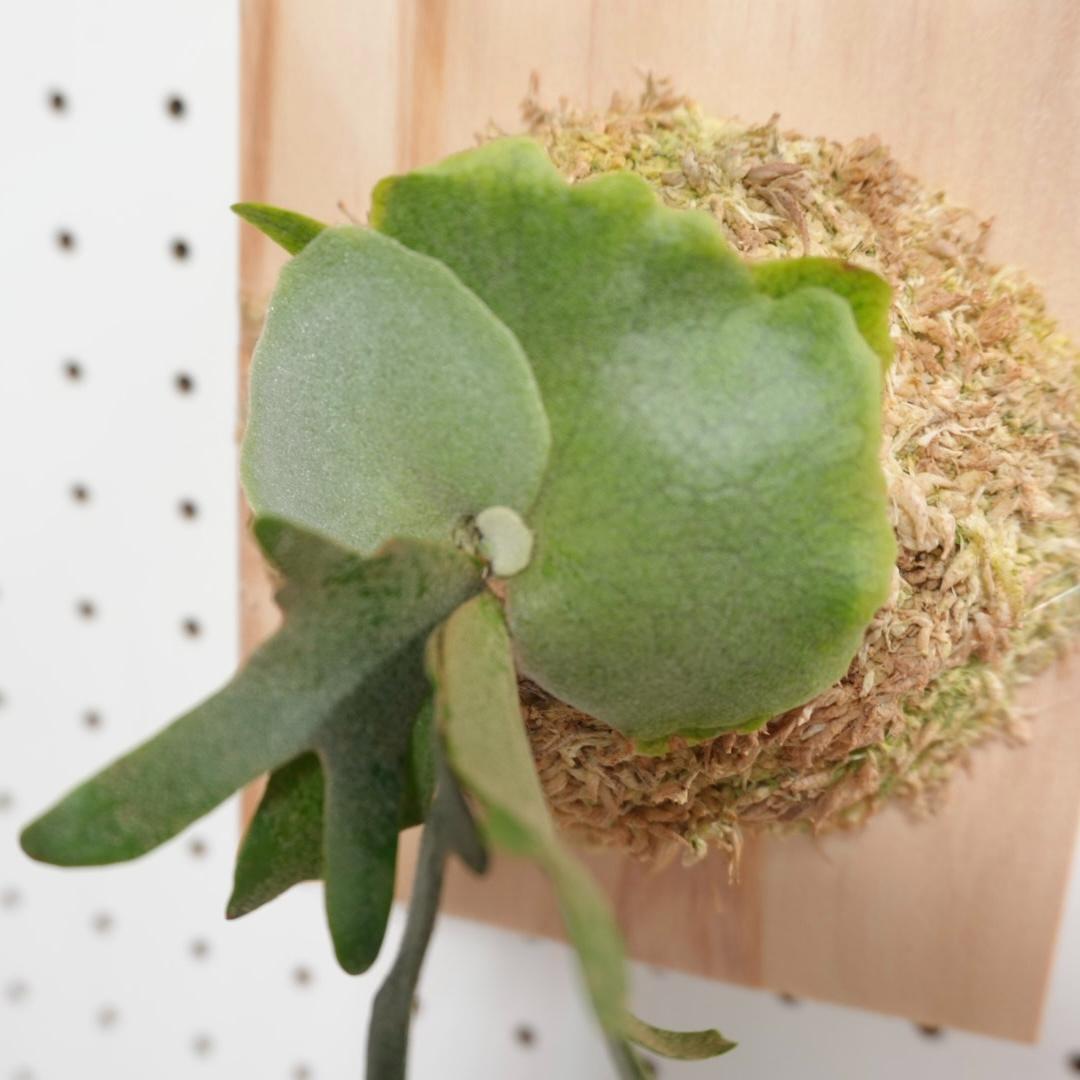 ビカクシダ OMG ウィリンキードワーフ 板付　O-1