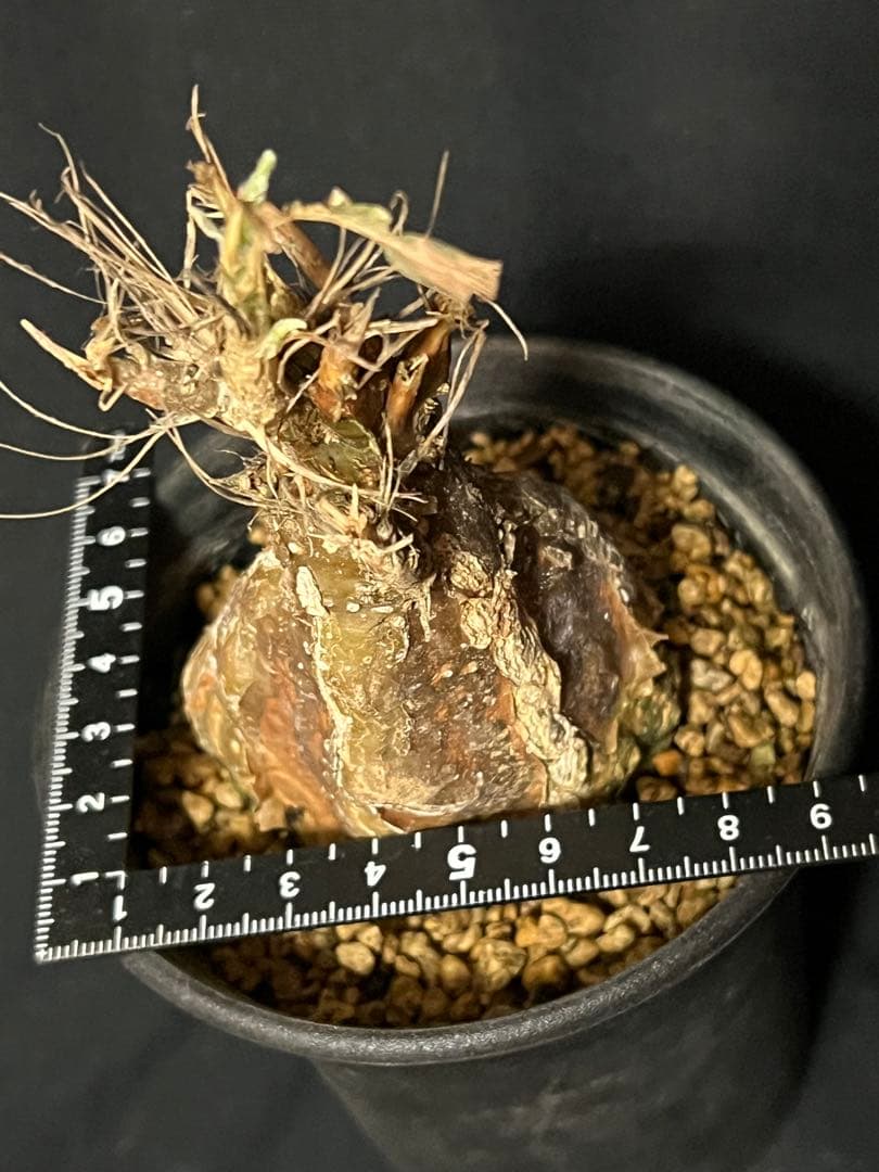 モモルディカ ロストラータ