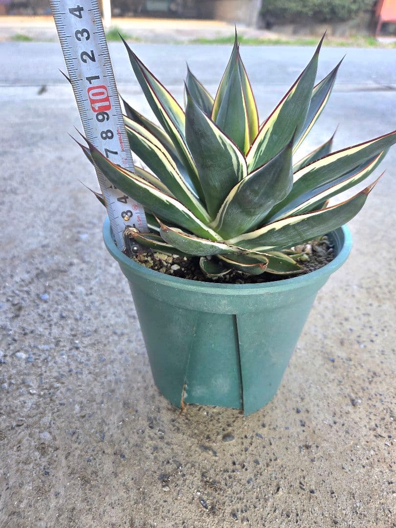 アガベ　パリートランカータ、スノーグロー