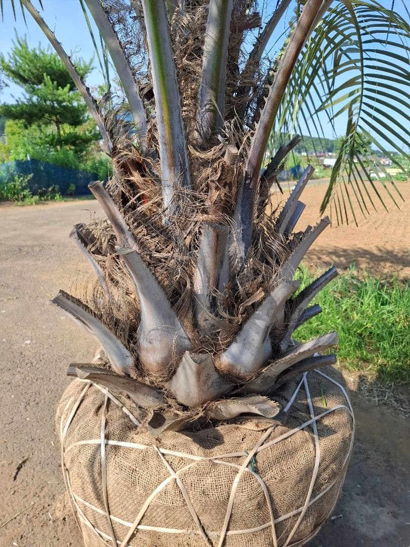 ココスヤシ ――蘇鉄 ソテツ ヤシ サバルヤシ アガベ ――