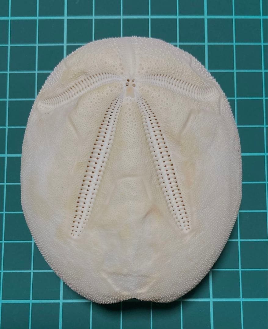 オオブンブク　ブンブク　ウニ　ウニ殻　標本