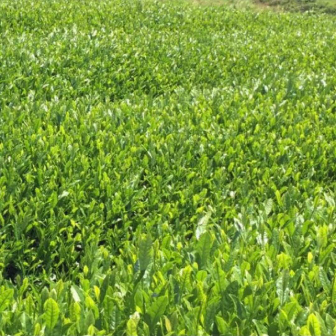 八女茶，緑茶(特上煎茶)750円12袋 なぴです。