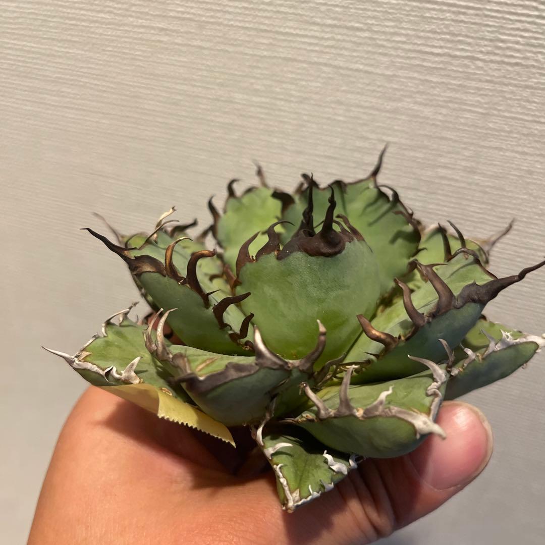 A083 アガベ 黒鯨