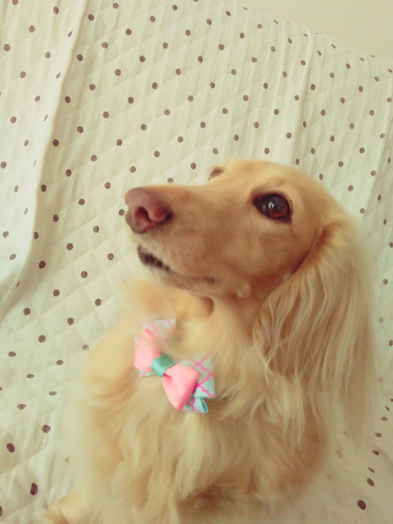 M beaute ♡犬用首輪