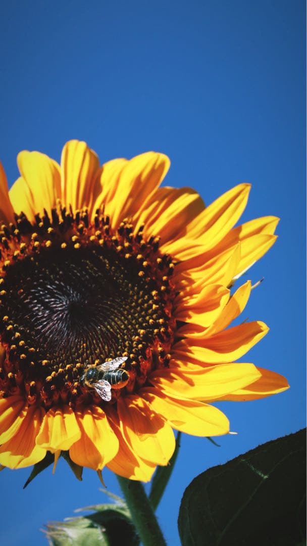 Canon EOS M5 ミラーレスカメラセット