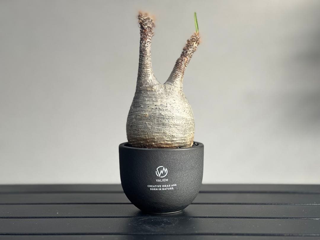 【休眠中】パキポディウム・グラキリス 現地球 VALIEM⑧