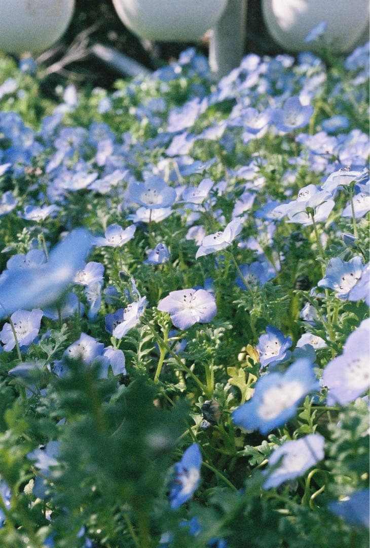 2月中セール！オリンパス ペンＦＴ [スクリーン改造済み] 説明書付き