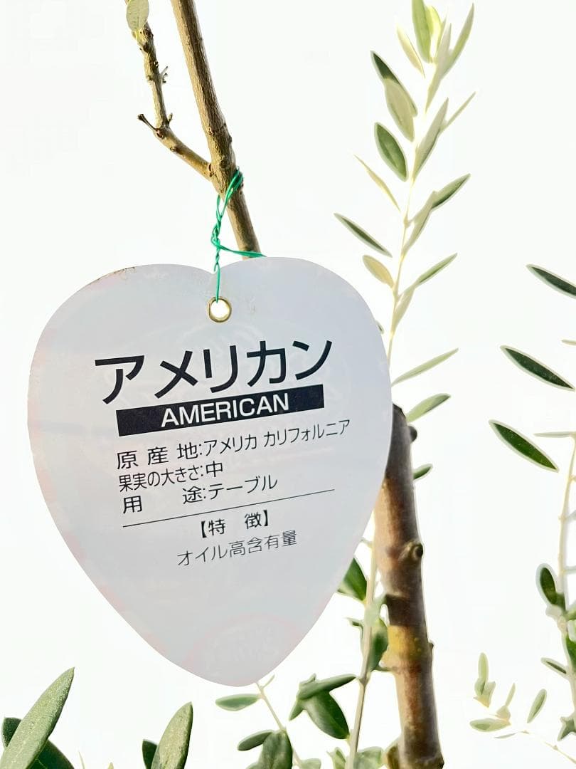 オリーブの木　アメリカン　7号　約100cm　K-295　希少品種　現品掲載