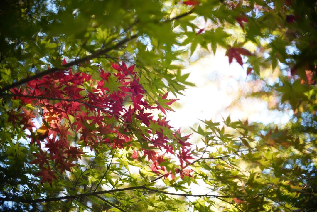 【動作確認済良品】OLYMPUS PEN F.Zuiko 38mm f1.8