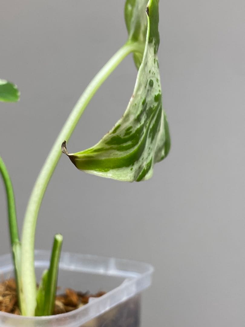 山*本様 【全葉斑入り‼️】モンステラ　デリシオーサ　バルバソー　フシギダネ/ベ