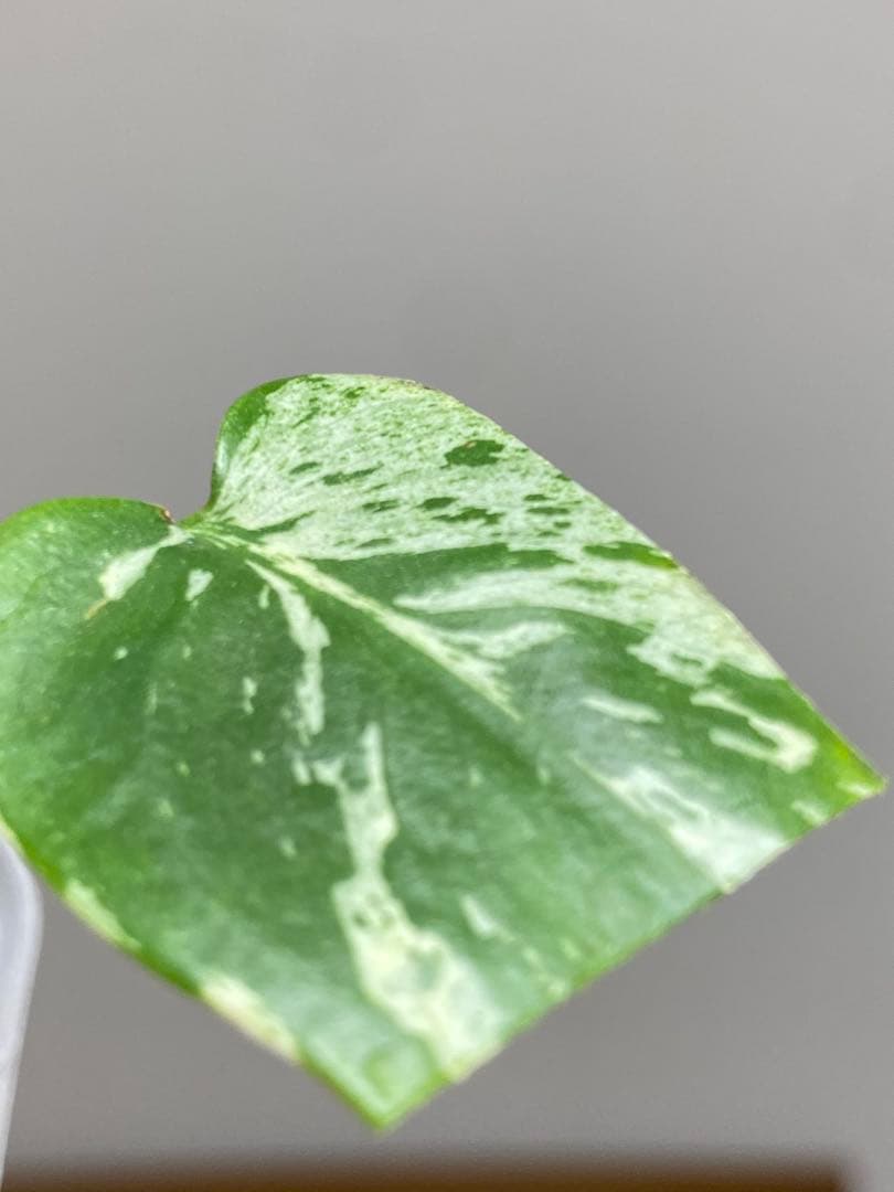 山*本様 【全葉斑入り‼️】モンステラ　デリシオーサ　バルバソー　フシギダネ/ベ