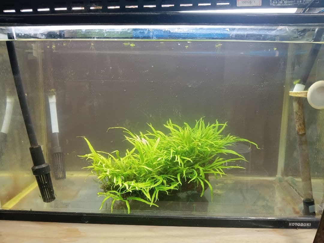 ミクロソリウムsp.パプアニューギニア　流木活着