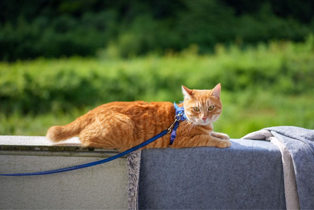 SONY Sonnar T* FE 55mm F1.8 ZA ★美品