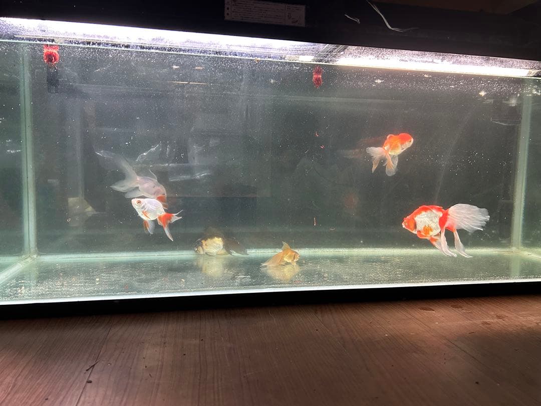 1200水槽　ガラス