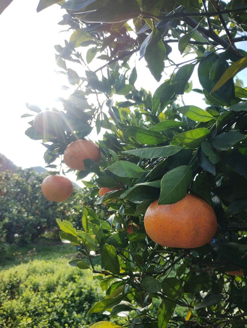 甘平　カンペイ　5kg　#2