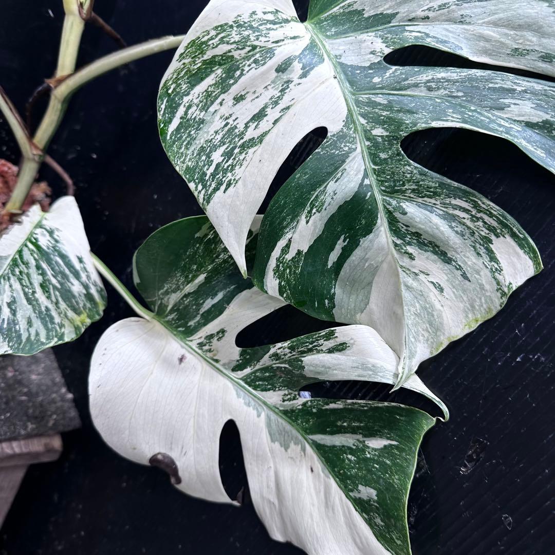 ウ*サ様 斑入りモンステラ ホワイトタイガー極美大株61cm白斑多