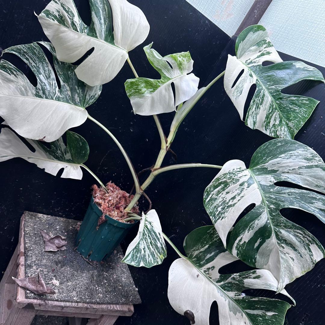 ウ*サ様 斑入りモンステラ ホワイトタイガー極美大株61cm白斑多