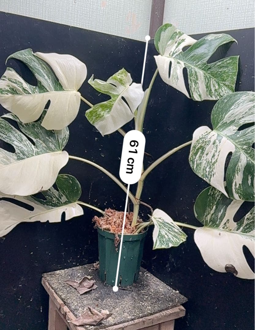 ウ*サ様 斑入りモンステラ ホワイトタイガー極美大株61cm白斑多