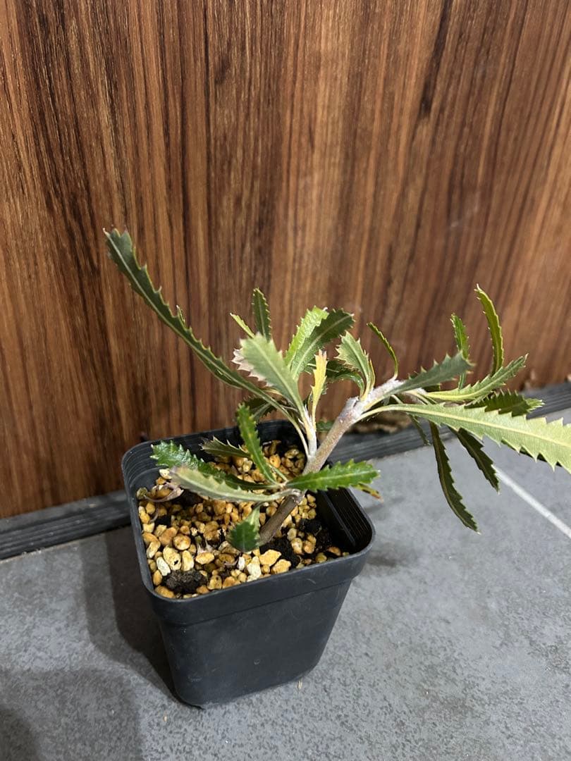 本日限定出品　バンクシア　ピグミーポッサム　苗