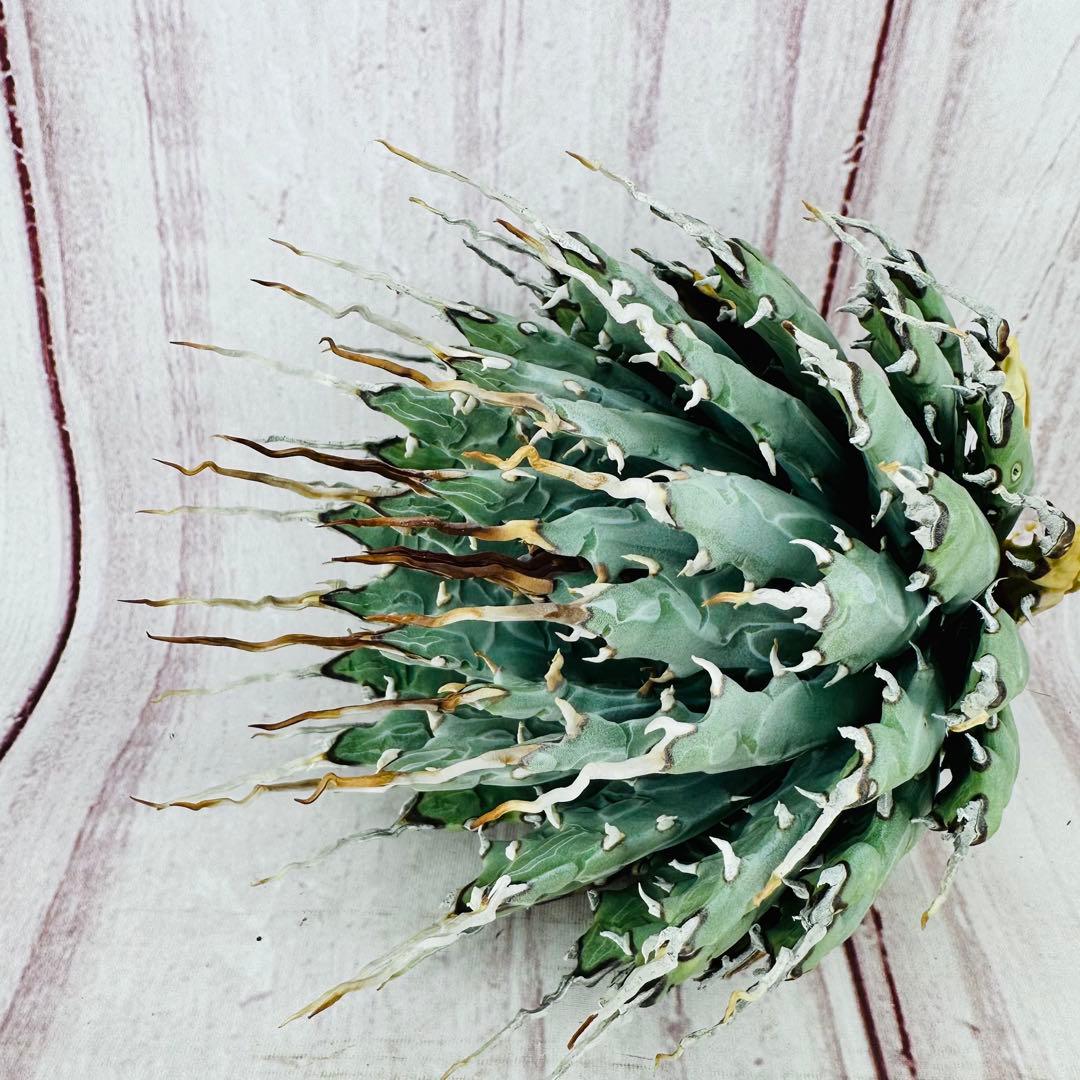 ② アガベ ユタエンシス エボリスピナ 陽炎 ロングスパイン 丸型