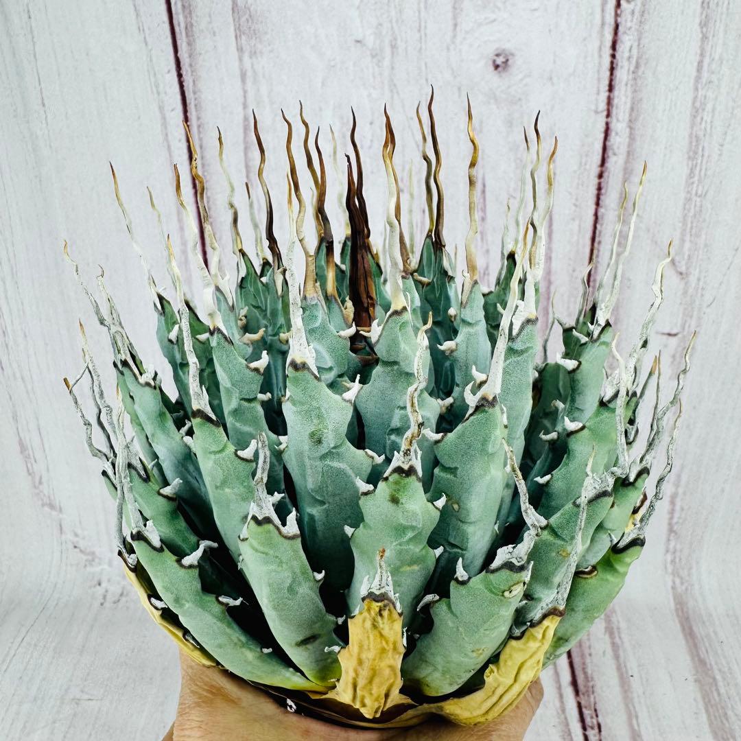 ② アガベ ユタエンシス エボリスピナ 陽炎 ロングスパイン 丸型