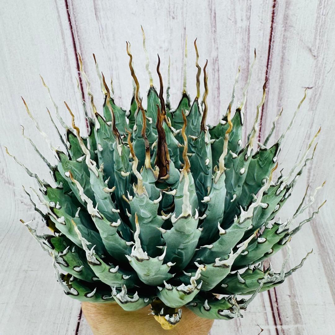 ② アガベ ユタエンシス エボリスピナ 陽炎 ロングスパイン 丸型