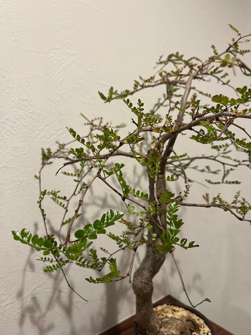 オペルクリカリア　デカリー　細川政己