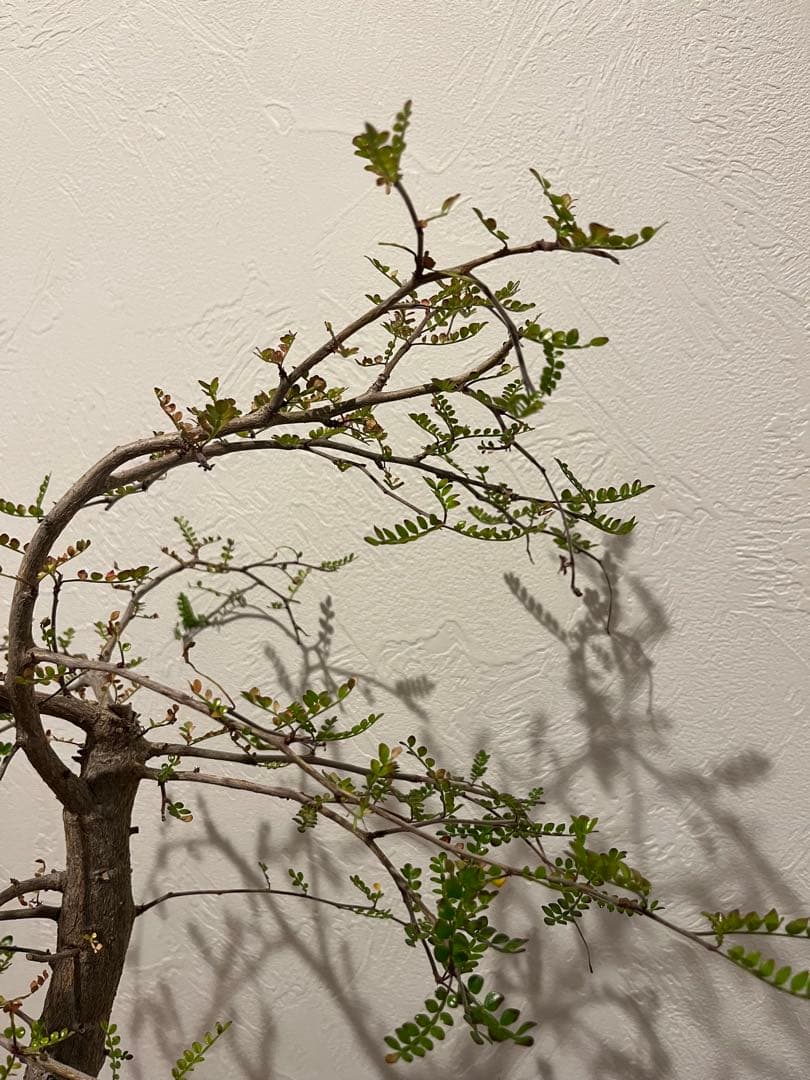 オペルクリカリア　デカリー　細川政己