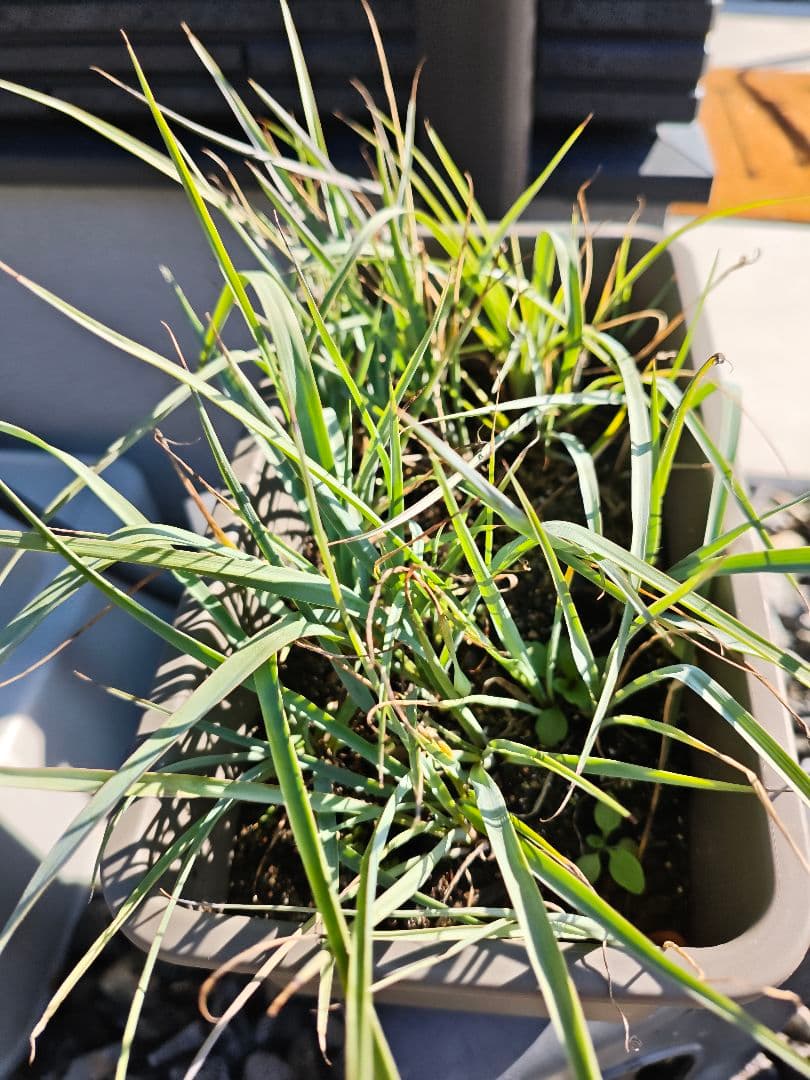 ユッカ　リギダ　全株セット　鉢付き　ロストラータ　アガベ