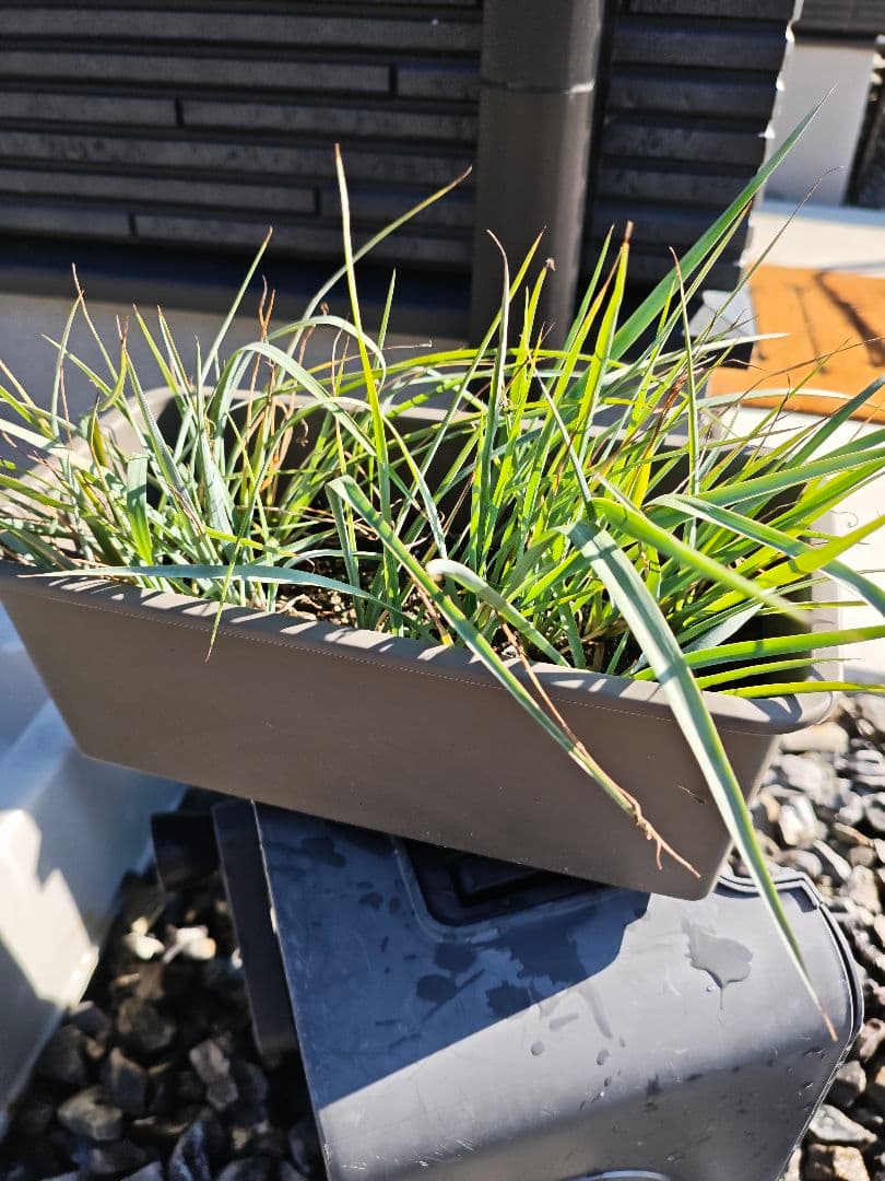 ユッカ　リギダ　全株セット　鉢付き　ロストラータ　アガベ