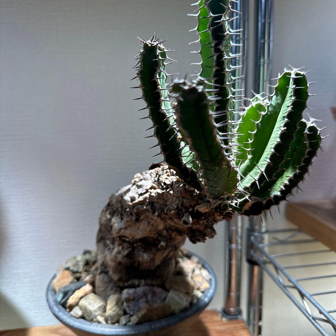 ムランジーナ