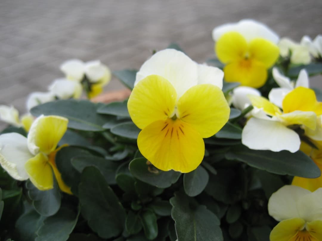 実写美⭕️【動作確認済】Canon　IXY　DIGITAL 70 PC1193