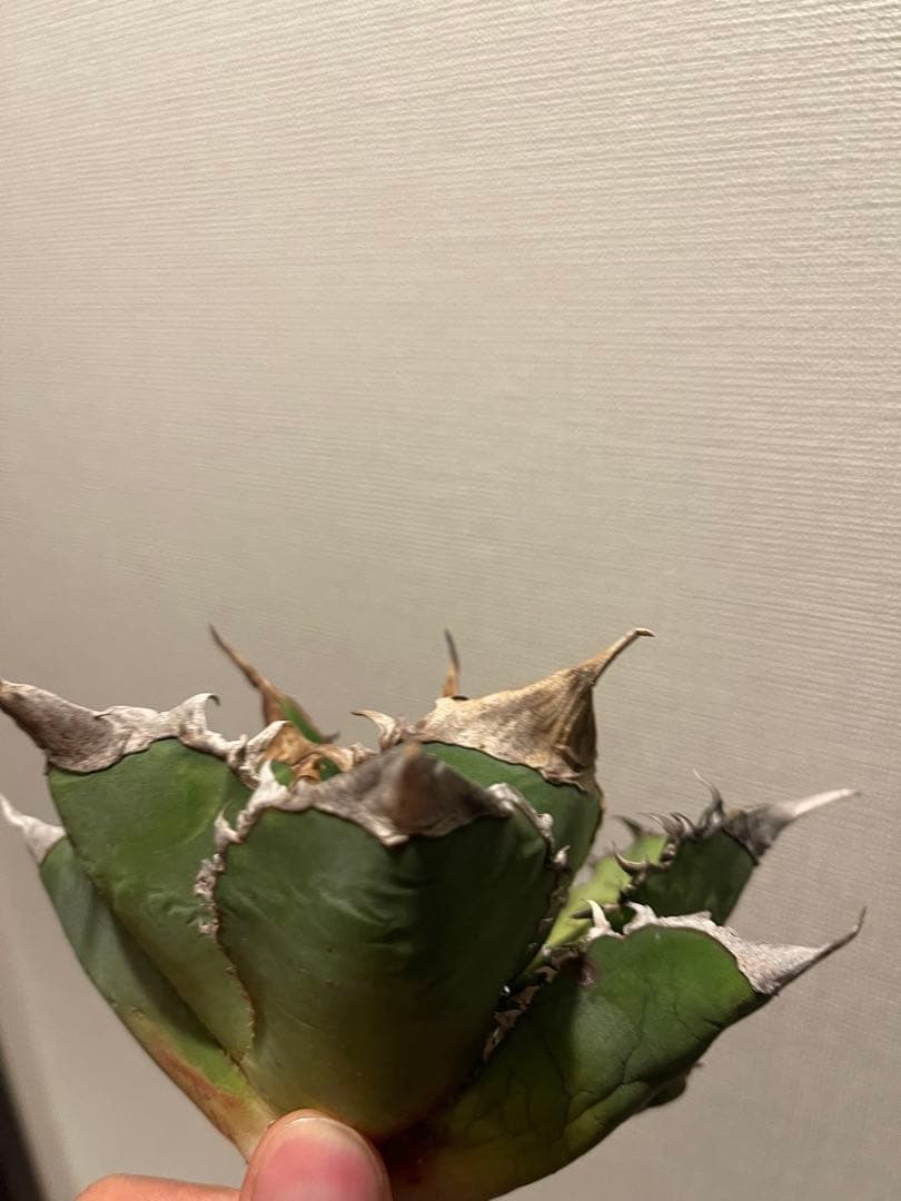 アガベ 緑幽霊 親株