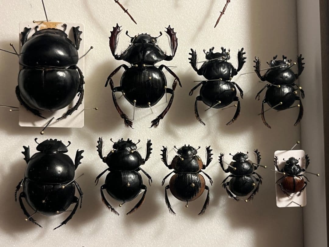 【属内最大種】Pachysoma アカアシタマオシハネナシコガネ　フンチュウ標本