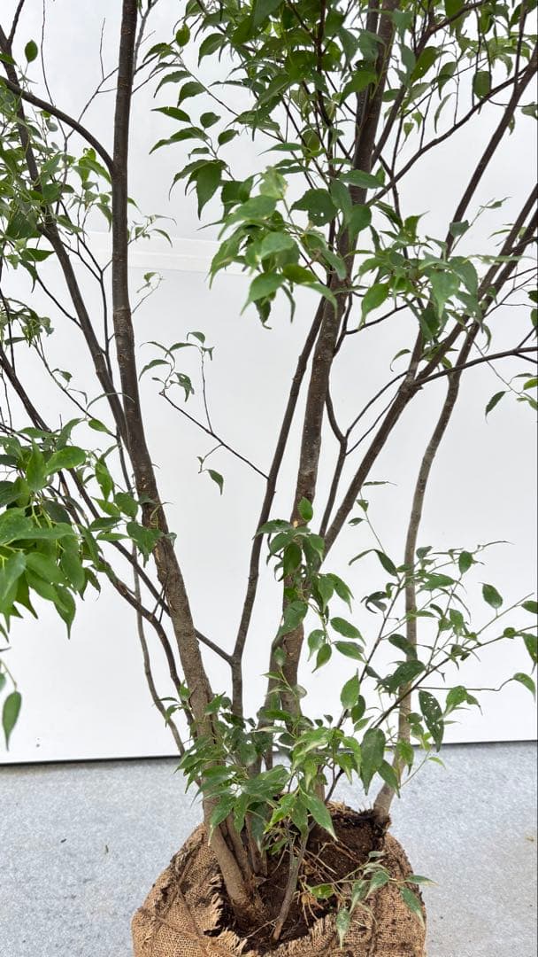 美しい樹形が魅力的 山採り ハイノキ 株立 703 樹高1.7m位 高級樹