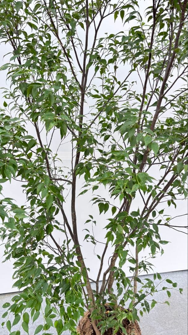 美しい樹形が魅力的 山採り ハイノキ 株立 703 樹高1.7m位 高級樹