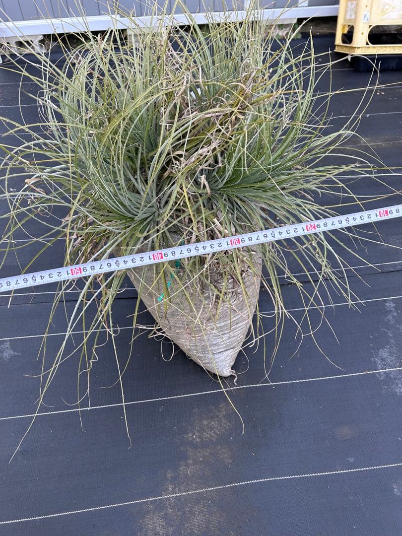 プヤ　セルーレア　7？8？ヘッド 抜き苗