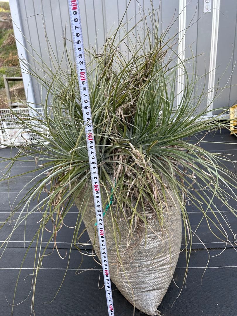 プヤ　セルーレア　7？8？ヘッド 抜き苗